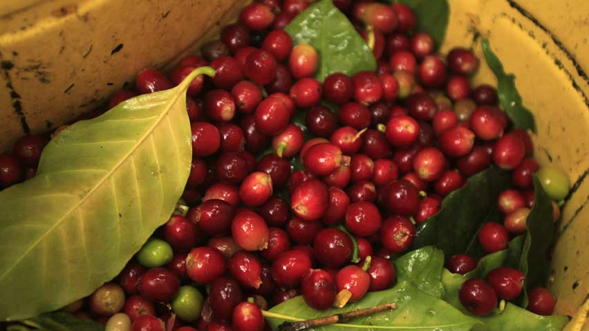 Arabica beans go into 70 per cent of the world's coffee but the plants are highly vulnerable to climate change, pests and disease.